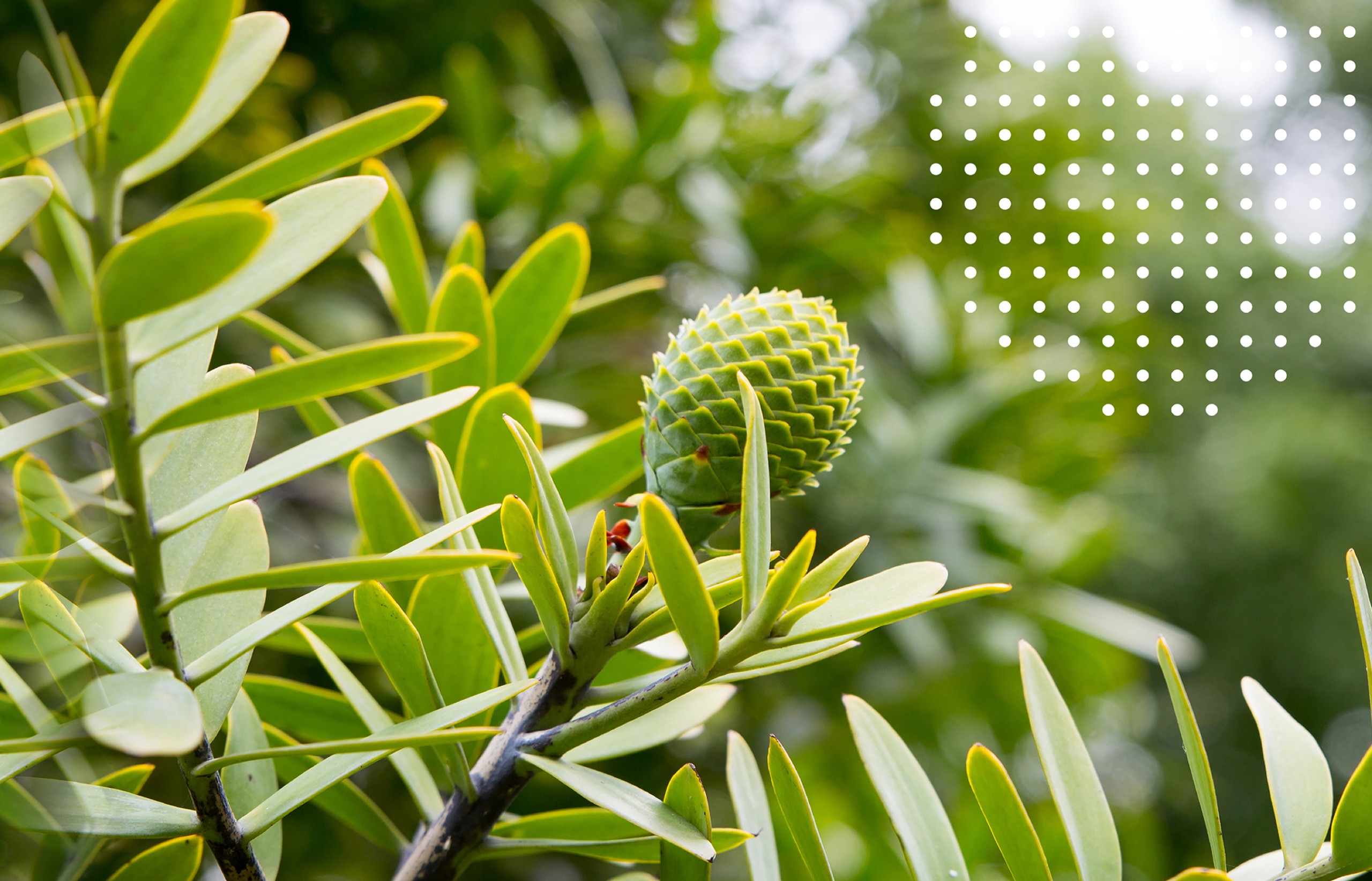 branding canopy healthcare graphic